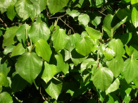Mamaku Frond, Rongoa 