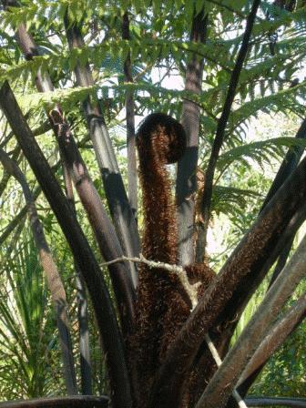 Mamaku Frond, Rongoa 