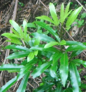 Mamaku Frond, Rongoa 
