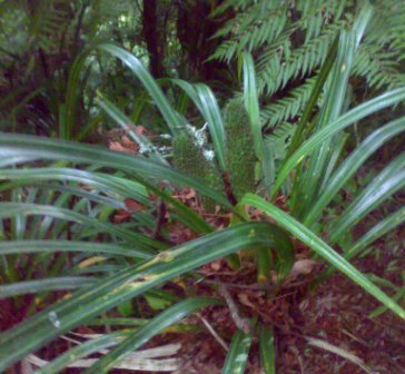Mamaku Frond, Rongoa 