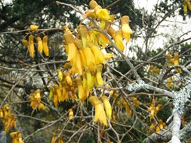 Mamaku Frond, Rongoa 